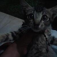 thread-hibah-adopsi-peliharaan-dan-kehilangan---part-3