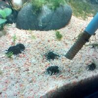 aquascape-for-everyone-learning-and-sharing---part-2