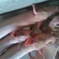 ane-lulusan-smp-gan-quotinilahquot-kerjaan-ane