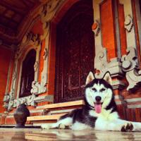 new-siberian-husky-lovers---read-page-1-for-update---part-2