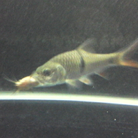 sharing-seputar-ikan-predator-ikan-buas---part-3