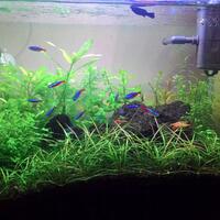 aquascape-for-everyone-learning-and-sharing---part-2