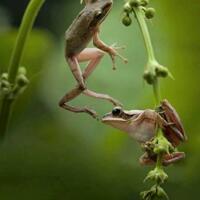 image-katak-dan-iguana-unik-dan-menggelitik