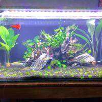 aquascape-for-everyone-learning-and-sharing---part-2