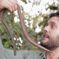 cacing-tanah-raksasa-ditemukan-di-ekuador