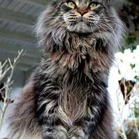 maine-coon-lovers-come-here