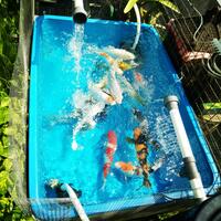 forum-koi-kaskus-part-5-semua-tentang-koi-masuk-kesini