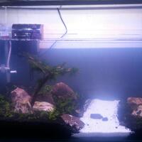 aquascape-for-everyone-learning-and-sharing---part-2