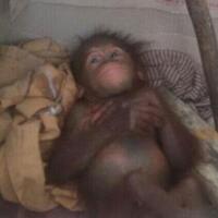 bayi-orangutan-ini-menangis-ada-peluru-yang-masih-bersarang-di-tubuhnya