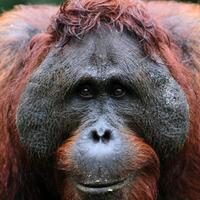 perdagangan-satwa-liar-sanksi-ringan-bikin-kasus-marak