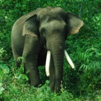 nasib-manusia-tergantung-satwa--hutan