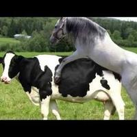 ilmuwan-temukan-kanguru-mengawini-babi-di-australia