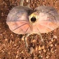 turis-apes-dikejar-kadal--jurrasic-park--di-australia