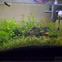 aquascape-for-everyone-learning-and-sharing---part-2