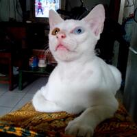 kucing-dengan-warna-mata-yang-berbeda