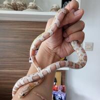new-home-colubrid-lovers