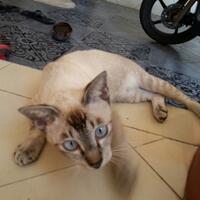 kucing-lokal-domestik-kampung---part-1