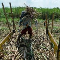 kenapa-operasi-pasar-gula-pasir-tak-mempan-turunkan-harga