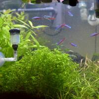 aquascape-for-everyone-learning-and-sharing---part-2