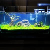 aquascape-for-everyone-learning-and-sharing---part-2