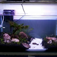 aquascape-for-everyone-learning-and-sharing---part-2