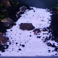 aquascape-for-everyone-learning-and-sharing---part-2