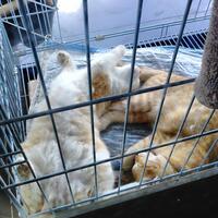 kucing-agan-sering-begini-maksudnya-quotmpusquot-apa-sih