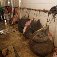 ke-mana-pemerintah-salurkan-jeroan-sapi-sitaan