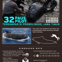 22-paus-pilot-tersesat-itu-kembali-ke-laut