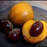 waktu-kecil-pernah-nge-bolang-pernah-makan-taneman-ini-ga