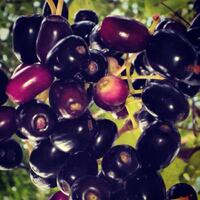 waktu-kecil-pernah-nge-bolang-pernah-makan-taneman-ini-ga