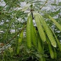 waktu-kecil-pernah-nge-bolang-pernah-makan-taneman-ini-ga