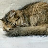 973397339619958095809658persian-cats-lover-organization966895809580961997339733