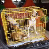 need-help-beagle-hilang-tangerang