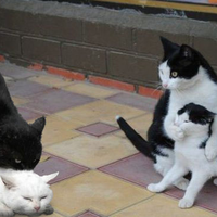 berapa-lama-kucing-hamil-ini-dia
