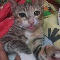 11-tanda-kucing-mulai-menyayangi-kita