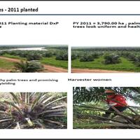 dibutuhkan--investor-proyek-perkebunan-sawit-palm-plantation-project