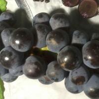 kampung-anggur----part-3