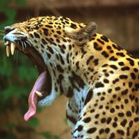 olimpiade-2016-jadi-sorotan-karena-penembakan-jaguar