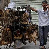 5-fakta-festival-daging-anjing-nan-kontroversial-di-tiongkok