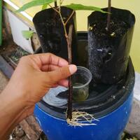 kampung-anggur----part-3