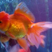 maskoki-ngomongin-semuanya-ttg-maskoki-yuk---part-5