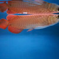 arowana--new-thread----part-1