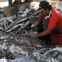 thousands-sharks-slaughtered-simply-fins-indonesia