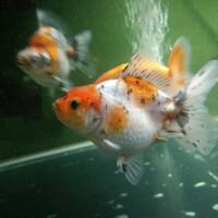 maskoki-ngomongin-semuanya-ttg-maskoki-yuk---part-5