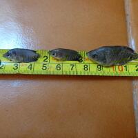 budidaya-ikan-gurami