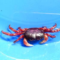 all-about-indonesian-crab-lobster--crayfish-freshwater-barckish-and-marine