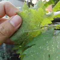 kampung-anggur----part-3