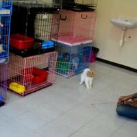jelang-lebaran-pengguna-jasa-penitipan-kucing-membludak