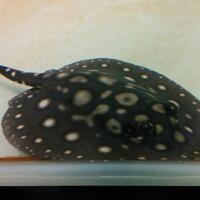 freshwater-stingray--motoro-leopoldi-retic-flowerray-etc-etc-bw-killer